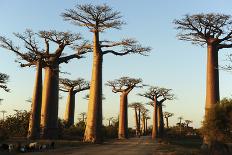 Madagascar, Morondava, Baobab Alley, Adansonia Grandidieri at Sunset-Anthony Asael-Photographic Print