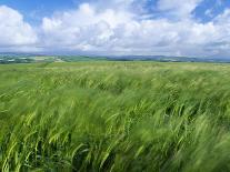 Barley Field with Blue Sky and Clouds-Anthony Harrison-Photographic Print