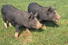 Berkshire Pigs Two Young in Field-Anthony Harrison-Photographic Print