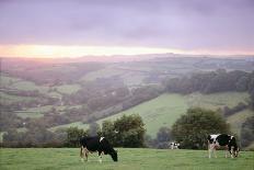 Berkshire Pigs Two Young in Field-Anthony Harrison-Photographic Print