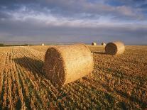 Berkshire Pigs Two Young in Field-Anthony Harrison-Photographic Print