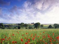 Barley Field with Blue Sky and Clouds-Anthony Harrison-Photographic Print