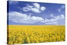 Stretched Canvas