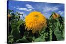 Stretched Canvas