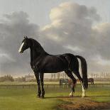 Adriaan Van Der Hoops Trotter De Vlugge, the Fast One in a Meadow-Anthony Oberman-Art Print