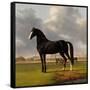 Canvas Black