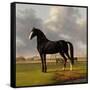 Canvas Black