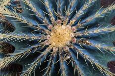 Crown Of Barrel Cactus-Anthony Paladino-Giclee Print