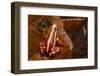 Anthony's Poison Arrow Frog, Ecuador-Pete Oxford-Framed Photographic Print