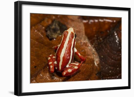 Anthony's Poison Arrow Frog, Ecuador-Pete Oxford-Framed Photographic Print