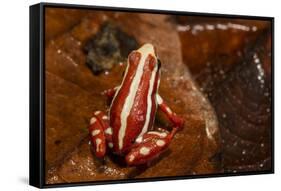 Anthony's Poison Arrow Frog, Ecuador-Pete Oxford-Framed Stretched Canvas