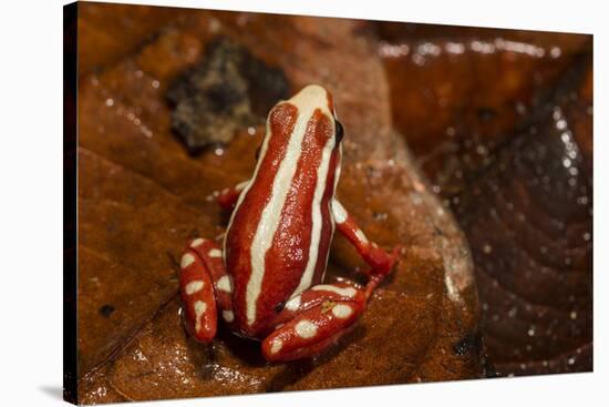 Anthony's Poison Arrow Frog, Ecuador-Pete Oxford-Stretched Canvas