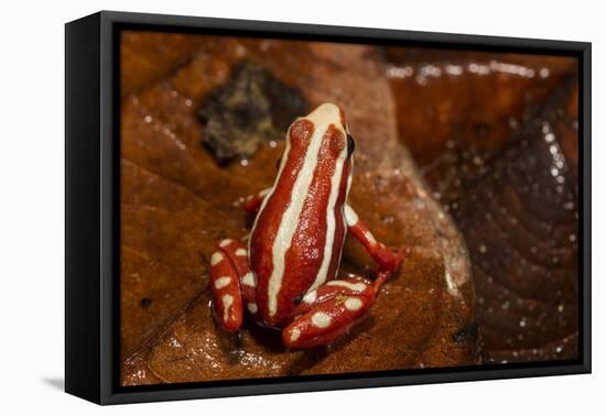 Anthony's Poison Arrow Frog, Ecuador-Pete Oxford-Framed Stretched Canvas