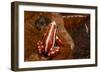 Anthony's Poison Arrow Frog, Ecuador-Pete Oxford-Framed Photographic Print