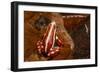 Anthony's Poison Arrow Frog, Ecuador-Pete Oxford-Framed Photographic Print