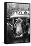 Anthony Steel and Anita Ekberg During their Wedding Day-Mario de Biasi-Framed Stretched Canvas