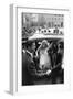 Anthony Steel and Anita Ekberg During their Wedding Day-Mario de Biasi-Framed Premium Photographic Print