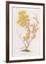 Anthozoanthe Parasite: a Type of Coral-P. Lackerbauer-Framed Premium Giclee Print