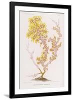 Anthozoanthe Parasite: a Type of Coral-P. Lackerbauer-Framed Premium Giclee Print