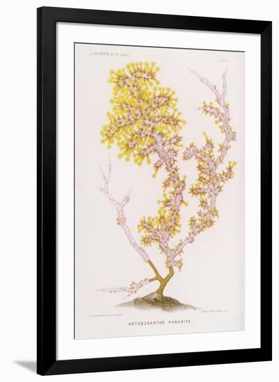 Anthozoanthe Parasite: a Type of Coral-P. Lackerbauer-Framed Premium Giclee Print