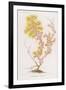 Anthozoanthe Parasite: a Type of Coral-P. Lackerbauer-Framed Premium Giclee Print