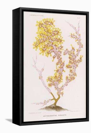 Anthozoanthe Parasite: a Type of Coral-P. Lackerbauer-Framed Stretched Canvas