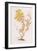 Anthozoanthe Parasite: a Type of Coral-P. Lackerbauer-Framed Art Print