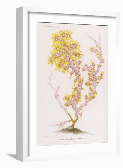 Anthozoanthe Parasite: a Type of Coral-P. Lackerbauer-Framed Art Print