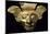 Anthropomorphic Gold Mask Originating from La Tolita-null-Mounted Giclee Print