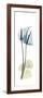 Anthurium Blues-Albert Koetsier-Framed Premium Giclee Print