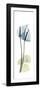 Anthurium Blues-Albert Koetsier-Framed Premium Giclee Print