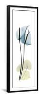 Anthurium Blues-Albert Koetsier-Framed Premium Giclee Print