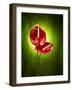 Anthurium, Flower, Blossoms, Still Life, Red, Green-Axel Killian-Framed Photographic Print