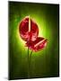 Anthurium, Flower, Blossoms, Still Life, Red, Green-Axel Killian-Mounted Photographic Print