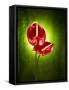 Anthurium, Flower, Blossoms, Still Life, Red, Green-Axel Killian-Framed Stretched Canvas