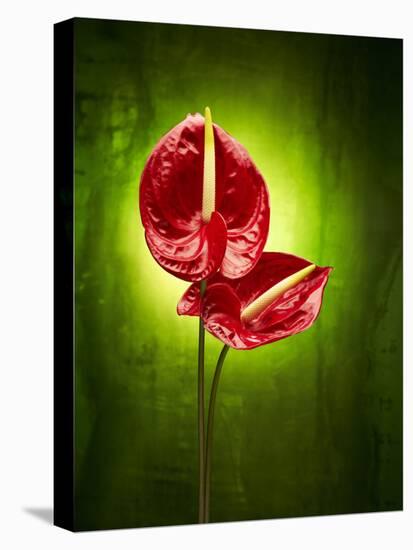 Anthurium, Flower, Blossoms, Still Life, Red, Green-Axel Killian-Stretched Canvas