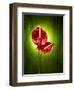 Anthurium, Flower, Blossoms, Still Life, Red, Green-Axel Killian-Framed Premium Photographic Print
