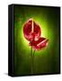 Anthurium, Flower, Blossoms, Still Life, Red, Green-Axel Killian-Framed Stretched Canvas