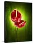 Anthurium, Flower, Blossoms, Still Life, Red, Green-Axel Killian-Stretched Canvas