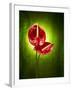 Anthurium, Flower, Blossoms, Still Life, Red, Green-Axel Killian-Framed Photographic Print