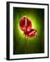 Anthurium, Flower, Blossoms, Still Life, Red, Green-Axel Killian-Framed Photographic Print