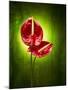 Anthurium, Flower, Blossoms, Still Life, Red, Green-Axel Killian-Mounted Photographic Print