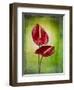 Anthurium, Flower, Blossoms, Still Life, Red, Green-Axel Killian-Framed Photographic Print