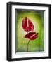 Anthurium, Flower, Blossoms, Still Life, Red, Green-Axel Killian-Framed Photographic Print