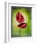 Anthurium, Flower, Blossoms, Still Life, Red, Green-Axel Killian-Framed Photographic Print