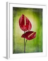 Anthurium, Flower, Blossoms, Still Life, Red, Green-Axel Killian-Framed Photographic Print