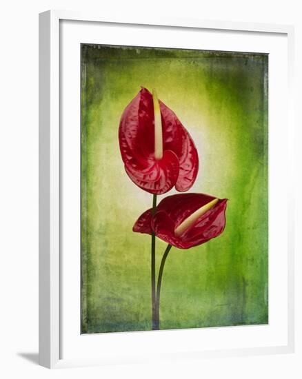 Anthurium, Flower, Blossoms, Still Life, Red, Green-Axel Killian-Framed Photographic Print