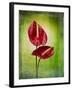 Anthurium, Flower, Blossoms, Still Life, Red, Green-Axel Killian-Framed Photographic Print