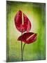 Anthurium, Flower, Blossoms, Still Life, Red, Green-Axel Killian-Mounted Photographic Print