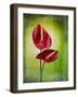 Anthurium, Flower, Blossoms, Still Life, Red, Green-Axel Killian-Framed Photographic Print